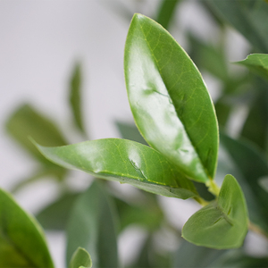 Nhân Tạo Laurel Lá Cây Bay Cây Giả Nồi Màu Xanh Lá Cây Bonsai Hiện Đại Trang Trí Nội Thất Bán Buôn Topiary Nhựa Cây Nhân Tạo Trong Nhà - Product Image 3