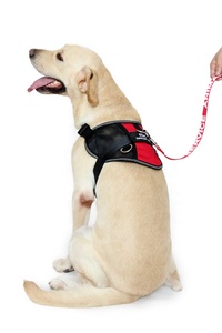 <span class=keywords><strong>Chaleco</strong></span> Transpirable y Ligero de Nailon <span class=keywords><strong>para</strong></span> <span class=keywords><strong>Perros</strong></span> de Servicio, <span class=keywords><strong>para</strong></span> Animales de Apoyo <span class=keywords><strong>Emocional</strong></span> Pequeños y Grandes, con Parches y Arnés Extraíbles - Product Image 5