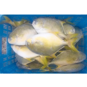 Pomfret Dorado Congelado 600-800g, Pompano Dorado de Cultivo Chino, Pomfret Dorado Entero Redondo - Product Image 2