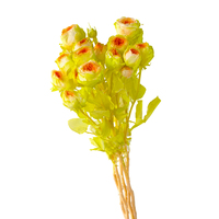 Konservierte Blumen Zweifarbige Farbverlauf-Rosen mit 50-60cm Stiel zur Dekoration