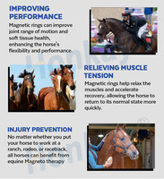 Appareil PEMF professionnel pour chevaux pour détendre les muscles raides, calmer l'humeur et améliorer la flexibilité des articulations