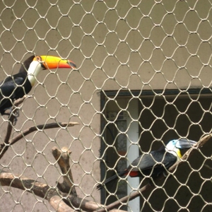 Filet de volière noué en acier inoxydable 304 316 Filet de volaille Zoo Animal Wire Rope Mesh - Product Image 2