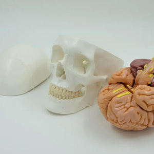 نموذج جمجمة الإنسان مع عرض طبي للمخ لجمجمة الإنسان مع 8 أجزاء من الدماغ ونموذج العمود الفقري العنقي - Product Image 4