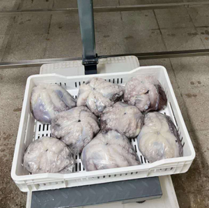 Buen <span class=keywords><strong>precio</strong></span> Frozen Chile <span class=keywords><strong>Pulpo</strong></span> de alta calidad - Product Image 1
