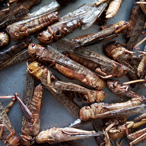 Proteína de Insectos <span class=keywords><strong>Locusta</strong></span> Migratoria Pura en Polvo para Alimentos - Product Image 4