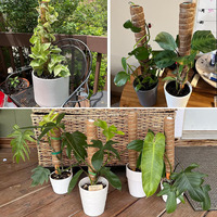 Usine directe Coco Coir Pole Plant Support Plante grimpante Pole Moss Pole pour plantes