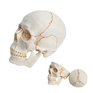 Model bantuan pengajaran biologi tengkorak manusia FRT020 Model tengkorak anatomi dalam kualitas tinggi Model tulang dewasa latihan medis - Product Image 1