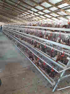 Cage à poules de type 4 à 4 étages pour 128 poules, pour poulailler, ferme avicole - Product Image 5