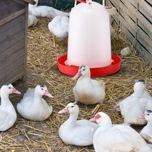 Bebedero Portátil <span class=keywords><strong>para</strong></span> Aves de Corral de Material PP, Diseño Antiderrames Reforzado y Duradero <span class=keywords><strong>para</strong></span> Gallinas y <span class=keywords><strong>Gallos</strong></span> - Product Image 4