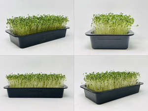 Jardinage d'intérieur vraiment <span class=keywords><strong>pour</strong></span> tout le monde Kit de culture Microgreens er Kit de culture Microgreens avec pot d'eau auto - Product Image 4