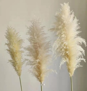 Hierbas de Pampa secas y esponjosas naturales de gran oferta para decoración del hogar - Product Image 4