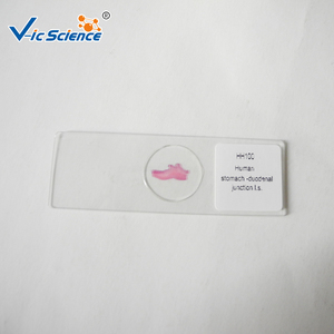 Portaobjetos de Microscopio Preparados para la Enseñanza de la Educación Biológica, Especímenes Animales y Humanos, 50 Piezas, Juego de Portaobjetos de Histología Humana para Microscopio - Product Image 6