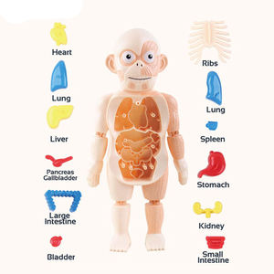En gros Personnalisé Enfants Scientifique Biologie Physique Éducation Simulé Anatomie Infirmière Figure Médecin Humain Jouets pour Enfants - Product Image 3