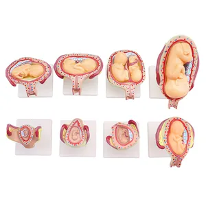 플라스틱 인체 해부학 모델 해부학 모델 인체 의과 대학 인간 배아 발달 의료 모델
