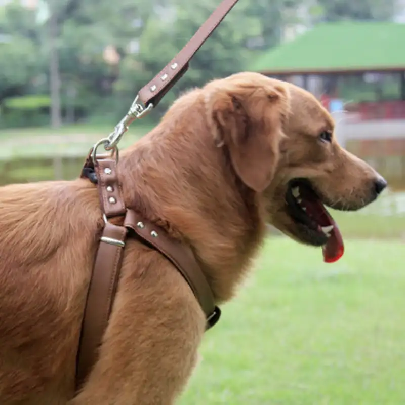 עור כלב ורצועה להגדיר בינוני גדול צווארון כתף לרתום אפוד