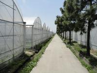 Arche agricole Serre commerciale Hydroponique Agriculture fabricant Smart Modern Film Passive Farm Machinery