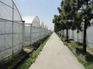 Arch tarım ticari sera hidroponik tarım üreticisi akıllı Modern Film pasif tarım makineleri - Product Image 4