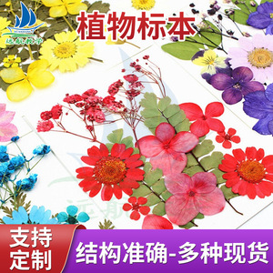 Matériaux de fleurs séchées sur mesure, combinaisons de fleurs pressées, fleurs pressées, fleurs naturelles, feuilles, peintures de spécimens, séchées - Product Image 4