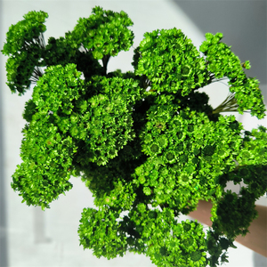 50pcs fleurs beiges séchées naturelles brésiliennes petite étoile marguerite séchée décorative Mini bouquet de camomille pour décor floral de mariage - Product Image 4