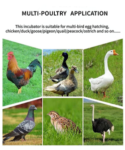 Incubadora de Huevos Totalmente Automática de Nuevo Diseño con Capacidad para 1000 Huevos, Máquina de Incubación Automática para Granjas - Product Image 2