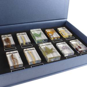 種子、葉、茎、根、透明樹脂ブロック、植物埋め込み樹脂標本 - Product Image 6