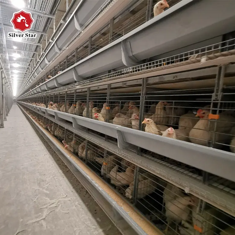 Ukuran Besar Panas Dicelup Galvanis Peternakan Unggas Ayam Peralatan Lapisan Kandang untuk Penjualan Terbaik