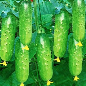 Origine des concombres Fruits des quatre saisons - concombres croustillants et sucrés pour la décoration de jardin et de cour - Product Image 1
