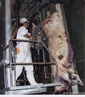 Scie à découper le bétail de type courroie à roulement à billes de marque EME à haute efficacité, machines de transformation du bœuf pour abattoir