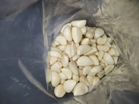 Ail frais congelé pelé blanc IQF d'usine 1 kg Prix de gros Qualité d'exportation Gousses d'ail chinois