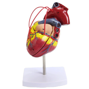 Modelo de enseñanza y entrenamiento médico-Modelo de anatomía cardíaca - Product Image 3