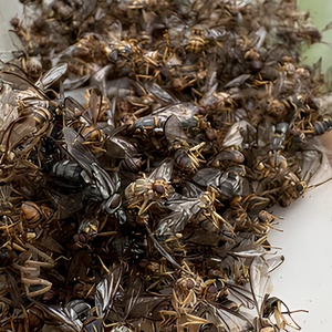 Feromona Atractante <span class=keywords><strong>para</strong></span> Moscas de la Fruta, Dirigida a la Mosca Oriental de la Fruta y la Mosca del Melón, <span class=keywords><strong>para</strong></span> Todo Tipo de Frutas y Melones en Huertos - Product Image 4