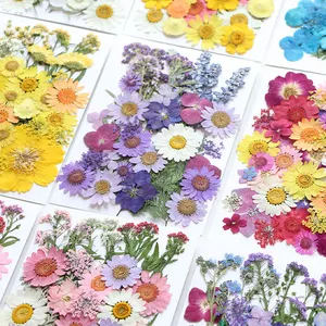 INTODIY vente en gros de petites fleurs séchées pressées Mini fleur sèche naturelle pour résine bougie parfumée cadeau décoration Nail Art