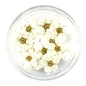 100 pcs/box Des Prés Nail Design Decal Séchées 3D Naturel Réel Fleurs Belle Cinq Pétale Fleurs Pressées - Product Image 2