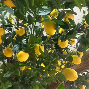 Cây chanh nhân tạo bằng sợi thủy tinh, khung kim loại bền chắc, cao 4m, dùng trong nhà/ngoài trời, kích thước tùy chỉnh, đảm bảo chất lượng cao, miễn phí cho lễ Tạ ơn - Product Image 6