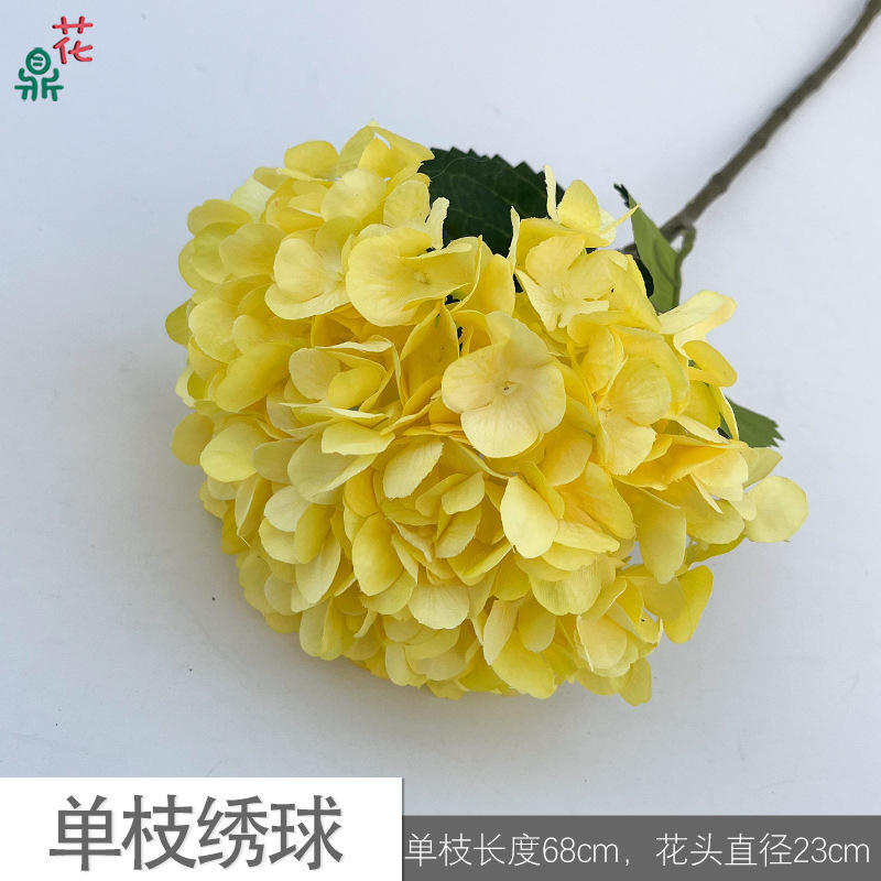 ไฮเดรนเยียเดี่ยวสีเหลือง