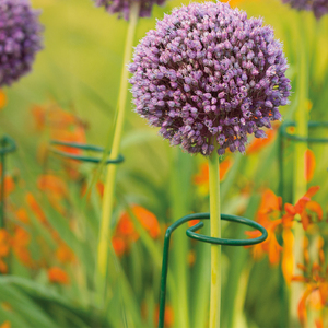 Plantes de jardin à tige unique avec tige unique, 1 pièce, tige de Support, Cage en acier, anneau pour Gladiolus, Iris, dalia, amarllis, Rose, lys et pivoine - Product Image 4