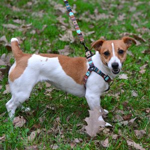 Envío gratis Low MOQ10 Venta caliente Collar de perro para mascotas en stock en todo Sean - Product Image 6