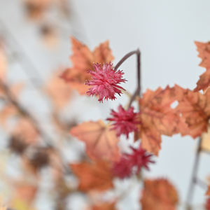 Rose de Guelder au toucher réaliste dans un <span class=keywords><strong>pot</strong></span> noir de 80 cm de haut pour centre de table de salon, décoration de fête de mariage, verdure artificielle - Product Image 4