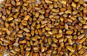 中国精液Cassiae ToraeアントラキノンObtusifolia粉末グラウカシード<span class=keywords><strong>Cassia</strong></span>種子エキス10:1 - Product Image 3