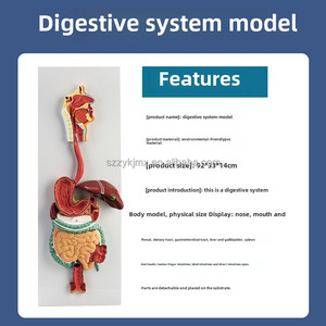 Modelo <span class=keywords><strong>de</strong></span> sistema digestivo humano, sección coronal anatómica del estómago, nariz y garganta, ciencia médica - Product Image 5