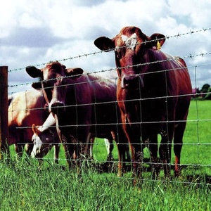 Valla de <span class=keywords><strong>campo</strong></span> de ganado de malla de alambre tejida conjunta de bisagra galvanizada eléctrica Valla de granja de vacas - Product Image 3