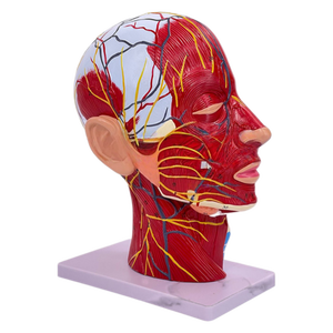 Modelo Anatómico Sagital <span class=keywords><strong>de</strong></span> Cabeza y Cuello Humano, Modelo Superficial <span class=keywords><strong>de</strong></span> Cabeza para Enseñanza Médica - Product Image 5