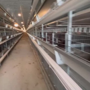 H Loại Tự Động Gia Cầm Trang Trại Thiết Bị Sử Dụng Gà Thịt Pin Lồng Cho Lớp Gà Sản Xuất - Product Image 6