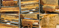 Imkerei ausrüstung Automatische Waben rahmen Uncapper Edelstahl Tank Honig Uncapping Maschine