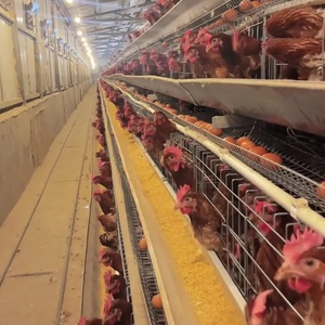 Thương mại Tanzania Philippines 5000 trứng đẻ gà lồng Điều kiện Mới mạ kẽm lớp gia cầm trang trại để bán - Product Image 3