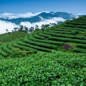 1 Chilogramma <span class=keywords><strong>di</strong></span> Tè Nero Biologico Sfuso <span class=keywords><strong>di</strong></span> Qualità Superiore con <span class=keywords><strong>Timo</strong></span>, Menta, Rosa e Gardenia, Confezionato in Scatola - Product Image 3