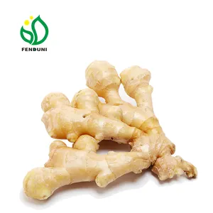 Chinese Fresh Ginger High Quality Ginger Export