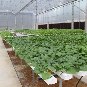 Fornecedor de sistemas de cultivo completo aquapônico hidropônico vertical para fazenda com efeito de estufa hidropônica interna