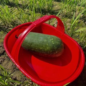 Cesta de plástico con asa para recoger frutas y verduras y drenarlas - Product Image 2