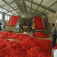 Équipement de production de fleurs de pissenlit, de pivoine, de kudzu et de roselle